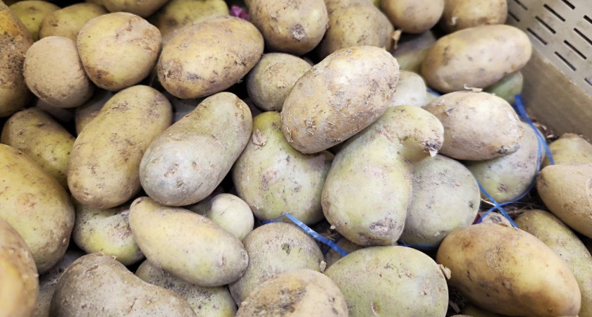 Не требует окучивания: этот сорт картошки выдает до 15 кг с одного куста – клубни крупные как на подбор