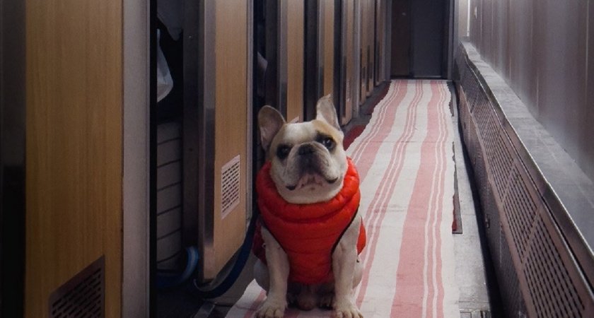 Почему домашних собак нельзя кормить сырым мясом и ещё 10 продуктов со стола, которыми ни в коем случае нельзя угощать собаку