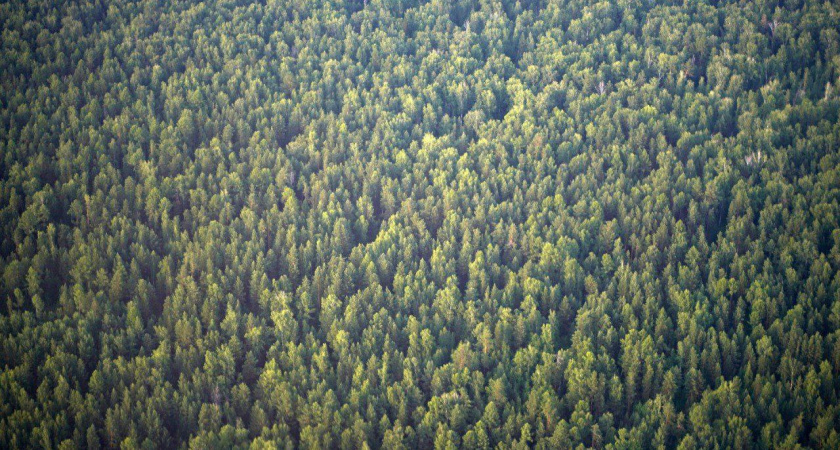 Иркутская область возглавила рейтинг по цифровым услугам для лесного бизнеса