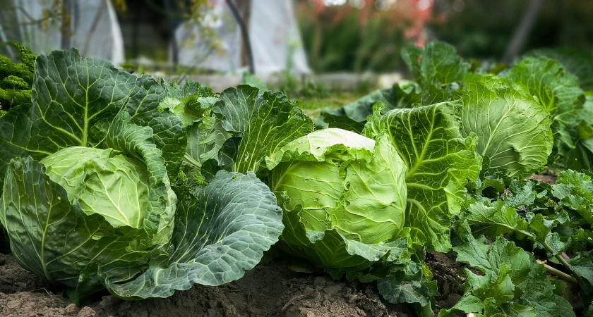 Подходят для всего – два лучших сорта капусты: кочаны собираю по 2 кг – вкуснотища