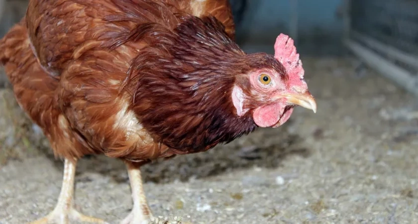 Как обойтись без отопления в курятнике зимой: 4 ложки этого настоя — лучшее решение