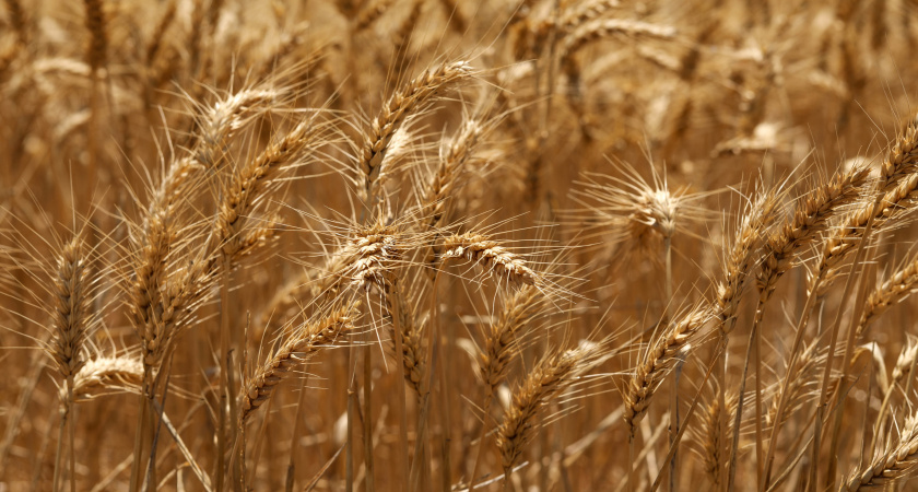 В Иркутской области большую часть урожая яровой пшеницы признали пригодной для пищевого производства