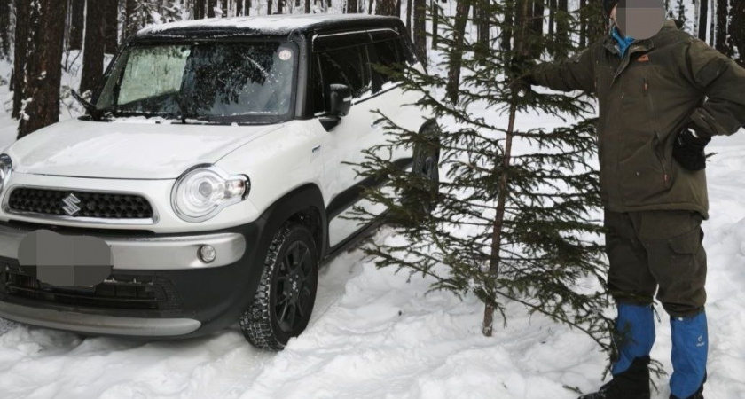 В Иркутской области задержали мужчин за незаконную рубку ели и повреждение кедра