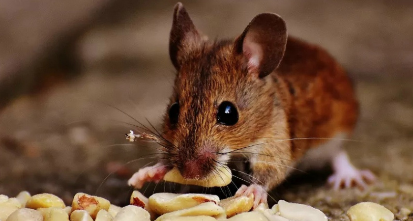 Прогоняю мышей за 15 минут простым средством — боятся, как огня: дача всю зиму в безопасности