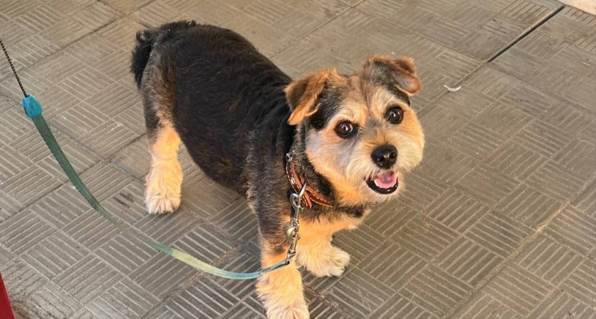 В Иркутской области кинологи перед Новым годом спасли бездомную собаку от гибели