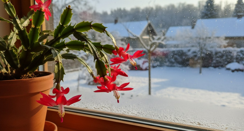 Декабрист размножается без проблем: 3 рабочих способа – пользуйтесь любым и радуйтесь корешкам