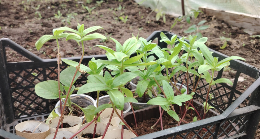 Эти даты в январе принесут рекордный урожай: лучшие дни для посева