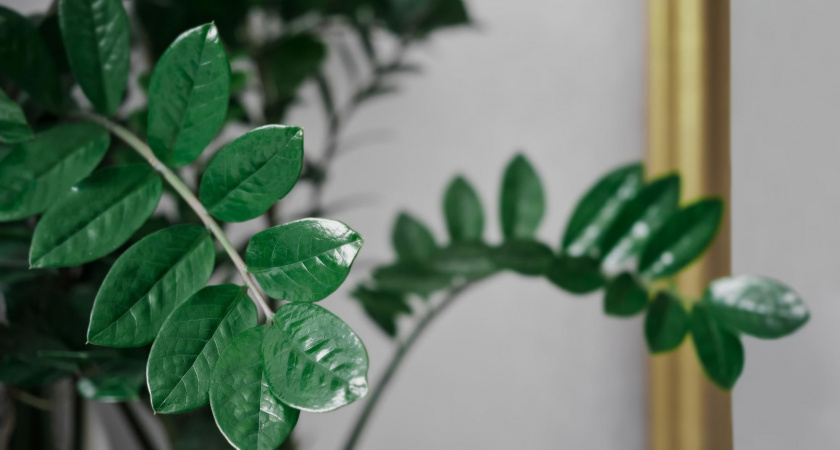 Лью строго под корень раз в 14 дней, и замиокулькас фонтанирует побегами – не подкормка, а золото