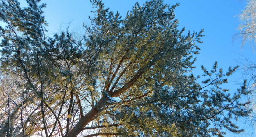 В Иркутской области школьные лесничества подвели итоги работы за 2025 год