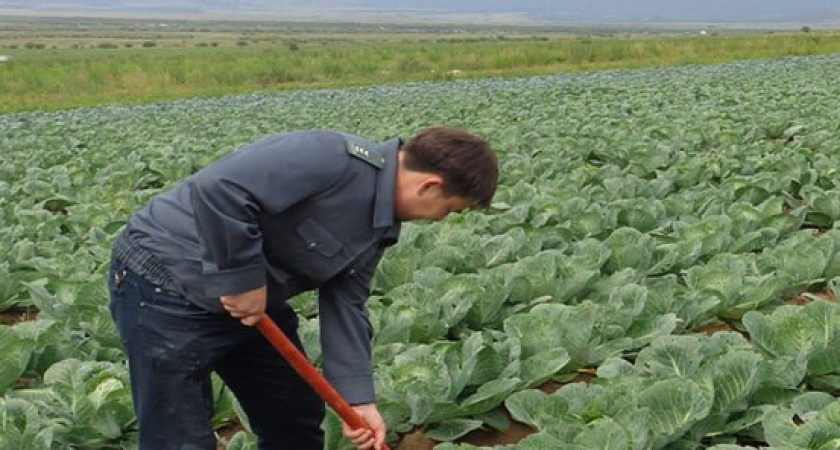 В Иркутской области нашли пестициды в 49 пробах почвы и урожая