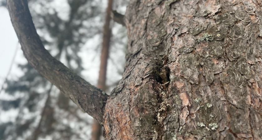 В Иркутской области сократилось число незаконных рубок леса