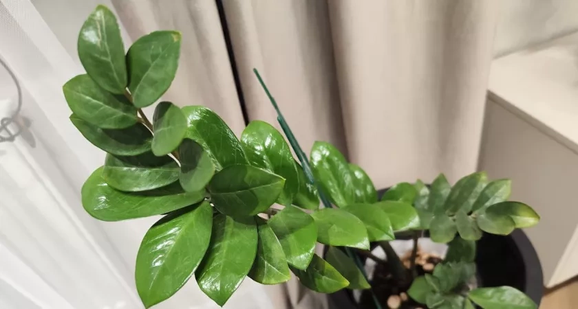 Новый год прошел — и время пришло: один простой полив в месяц делает замиокулькас шикарным