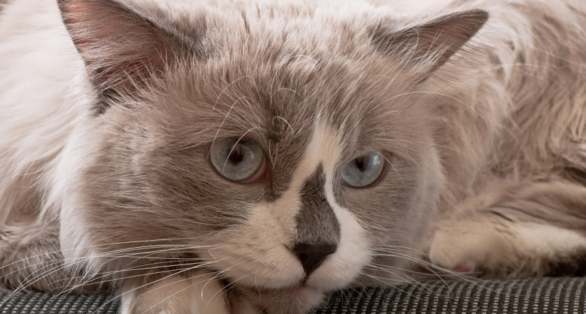 Кошачья грусть: распознаем клиническую депрессию у питомца - 5 признаков, которые нельзя пропустить