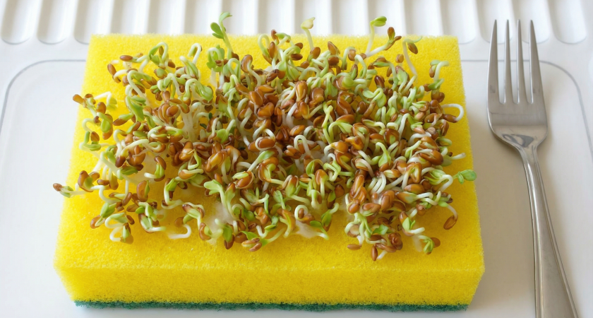 Проращиваю семена перца уже зимой прямо в губке: получается с палец толщиной, самая крепкая рассада на моей памяти