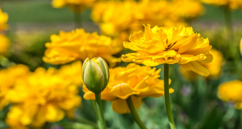 Зацветет первым по весне, растет даже в тени и на каменистой почве — этот многолетник станет ярким акцентом в саду