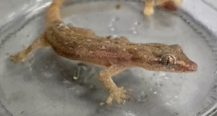 Иркутянка пыталась провезти из Вьетнама ящерицу в стеклянной банке