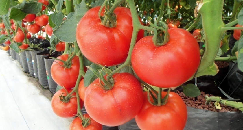Эти семена отрывают с руками: в 2026 году этот сорт томатов — обязательный для посадки. Урожай будет даже холодным летом