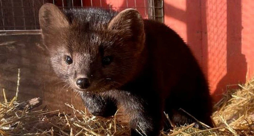 В зоопарке Иркутской области соболь травмировал подругу