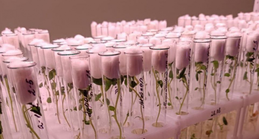 В Иркутской области выделят почти 2 миллиона рублей на науку в агробизнесе