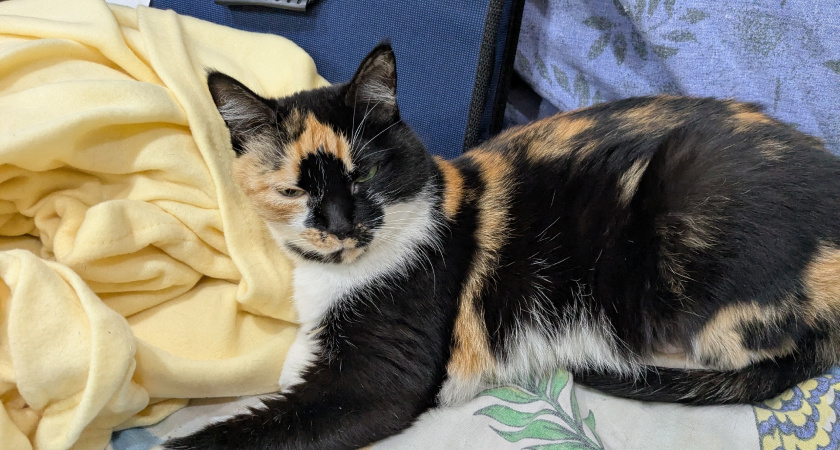 В Иркутской области волонтёры приюта спасают кота, пострадавшего от сильных морозов