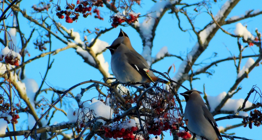 Молодые лесники Иркутской области представили лучшие природоохранные проекты