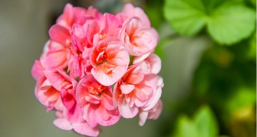 Кидаю одну крошку в горшок — и бутоны герани лезут даже на молодых черенках, а листья остаются зелеными