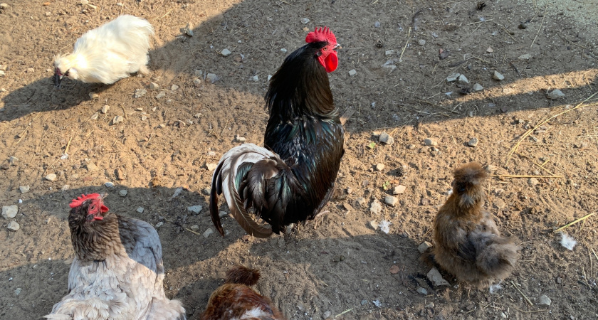 Женщина из Усольского района начала свое дело благодаря социальному контракту