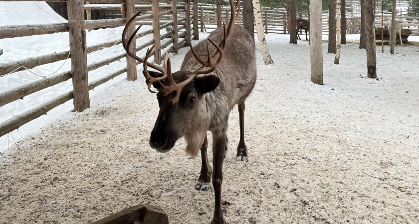В Иркутской области выделят субсидии на оленеводство и промыслы