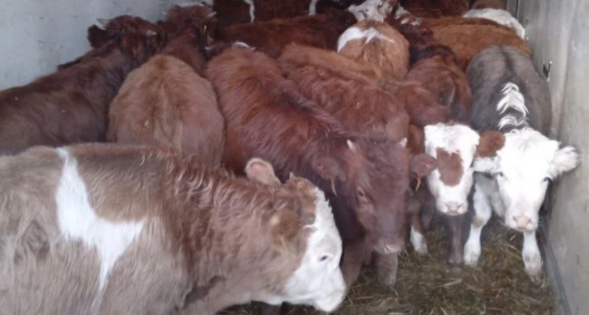 На границе Иркутской области и Красноярского края усилили ветеринарный контроль