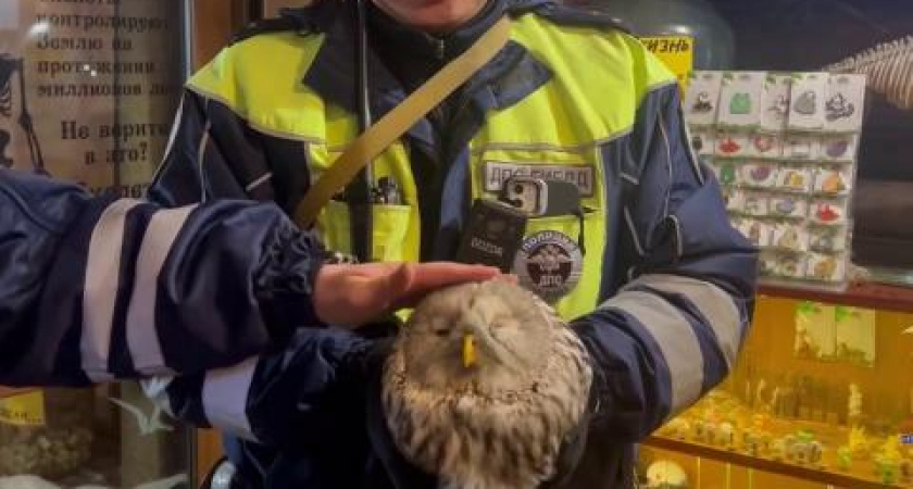 Полицейские Иркутской области спасли сову на трассе