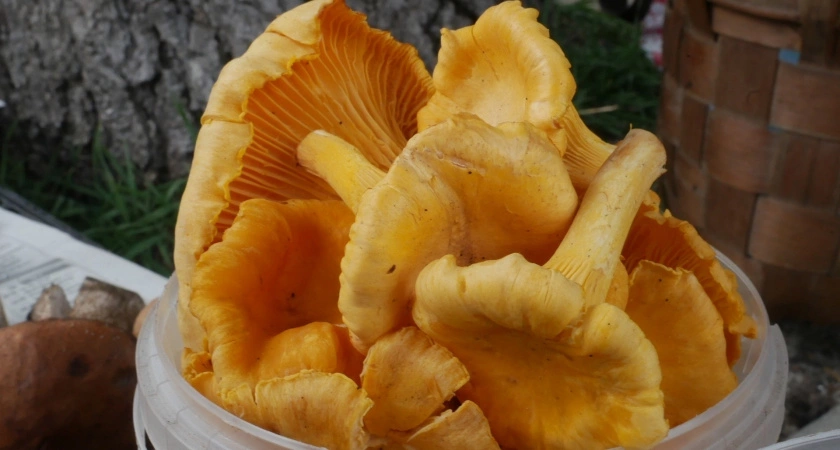 Ученые назвали самый полезный гриб: не шампиньоны, не вешенки и в 2 раза полезнее лисичек