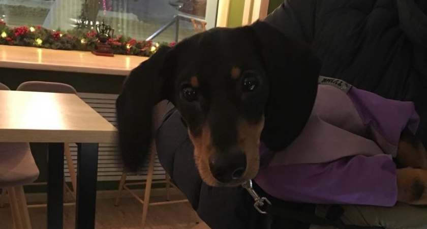 Жители Иркутской области заплатили более миллиона рублей за нарушения в содержании питомцев