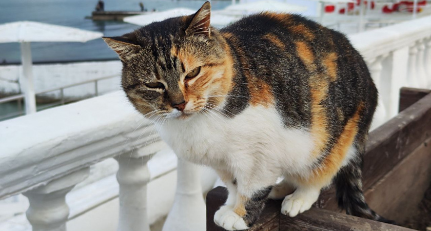 Благодарны ли уличные коты за то, что их забрали домой. Запомните раз и навсегда