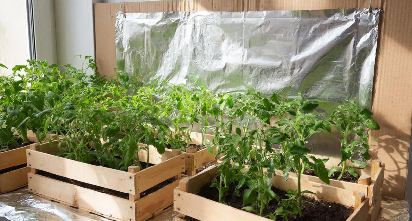Рулон фольги за 50 рублей и старая газета: секрет мощной рассады из СССР — без фитоламп и "танцев с бубном"