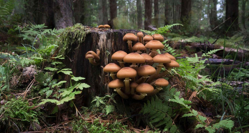 Не шампиньоны, не вешенки и даже не белый: назван самый полезный для человека гриб