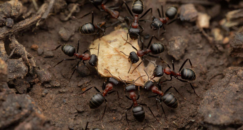 Сыплю на муравейник и его жители сбегают в панике: забыла про муравьев на все лето - самый рабочий метод, делюсь