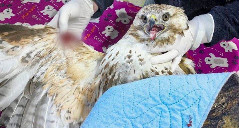 В Иркутске спасают хищную птицу с раздробленным крылом