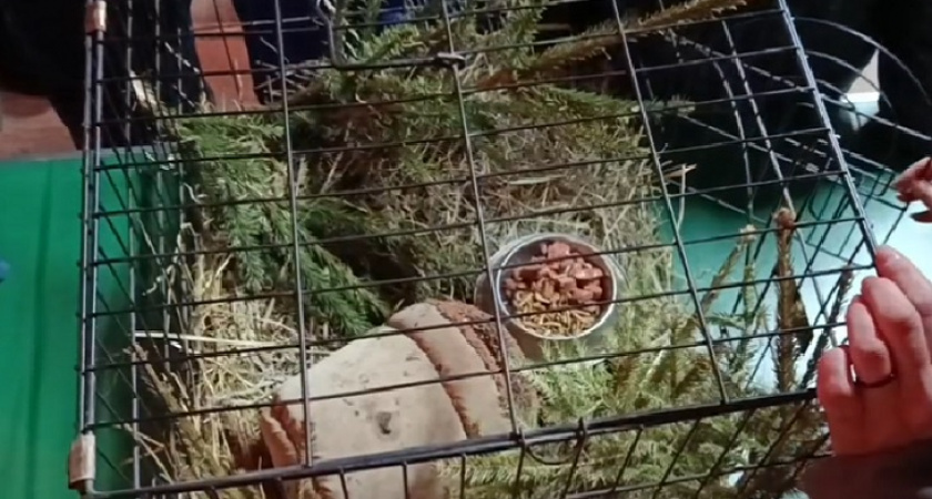 Жители Иркутской области узнали прогноз весны от ежей в зоосаде