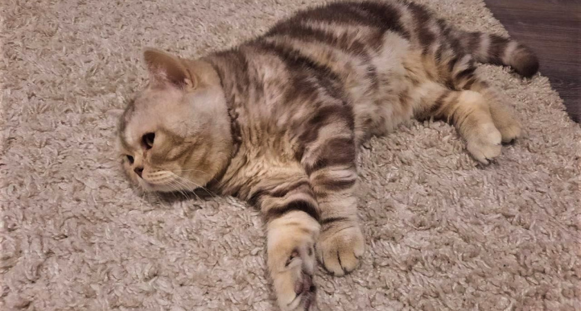 9 вещей, которые кошки любят больше всего - всем хозяевам нужно это знать