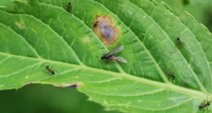 Муравьи сбегут на 10 км – разбросайте кожуру популярного фрукта: спасет еще от тли и слизней