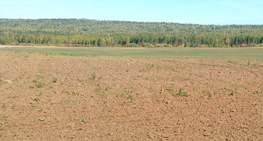 В Иркутской области фермер вернул в оборот 81 гектар заброшенной пашни