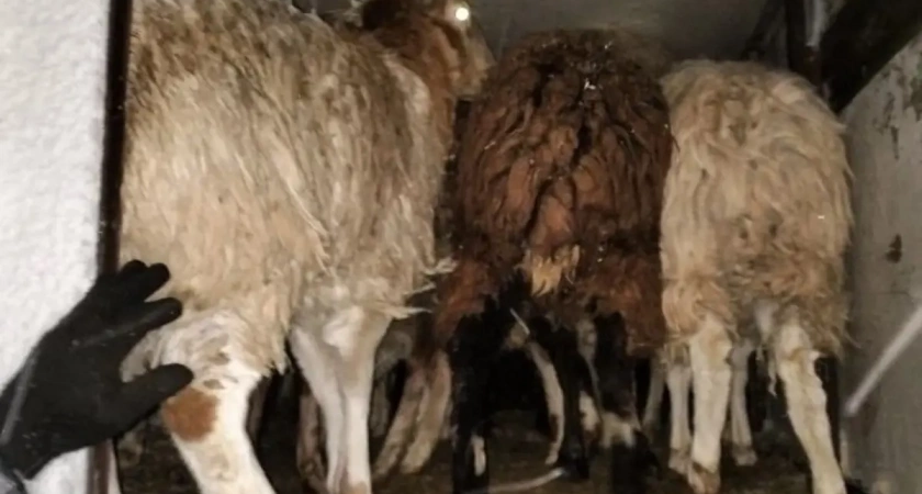 В Иркутской области задержали четыре грузовика с нелегально перевозимым скотом