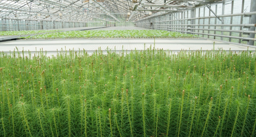 Лесопитомник в Иркутской области получит 59 миллионов рублей на модернизацию