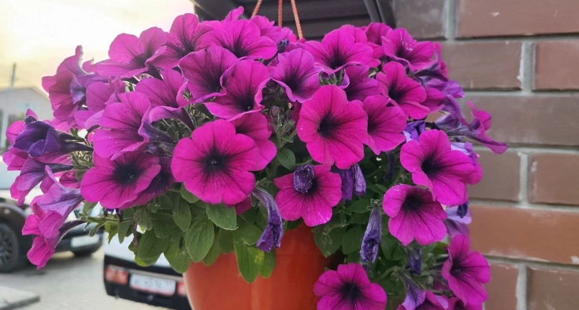 Заменила петунию на цветок-фейерверк: один раз кидаю семена в землю — каждый май клумба встречает яркими красками