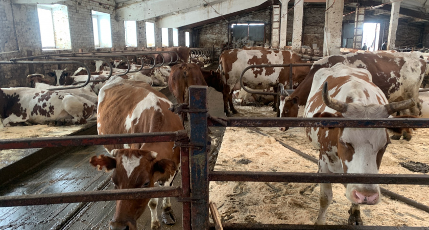 В Иркутской области усилят контроль за здоровьем скота на крупных фермах