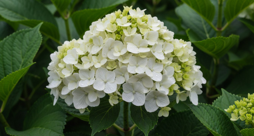 Не куст, а букет невесты: это растение цветёт пышными шапками до середины осени — затмит даже розы