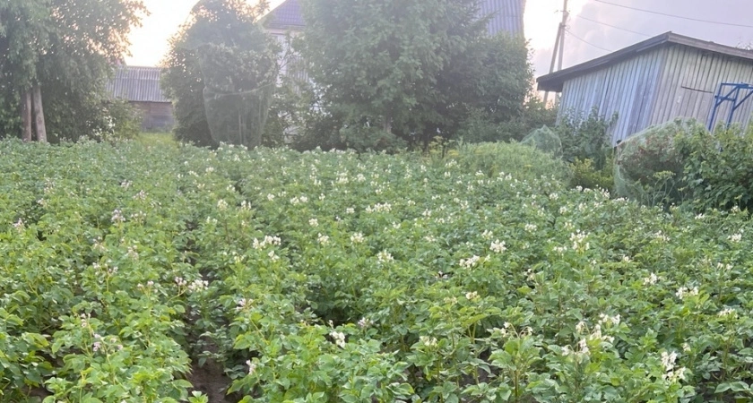 С одного ведра рассады — 10 ведер отборного картофеля: кидаю в лунку "кухонное" удобрение и мелких клубней больше нет