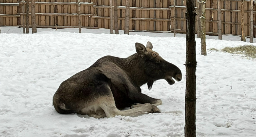 Лесопромышленная фирма в Иркутской области выплатит 370 тысяч рублей за нанесённый ущерб дикой фауне