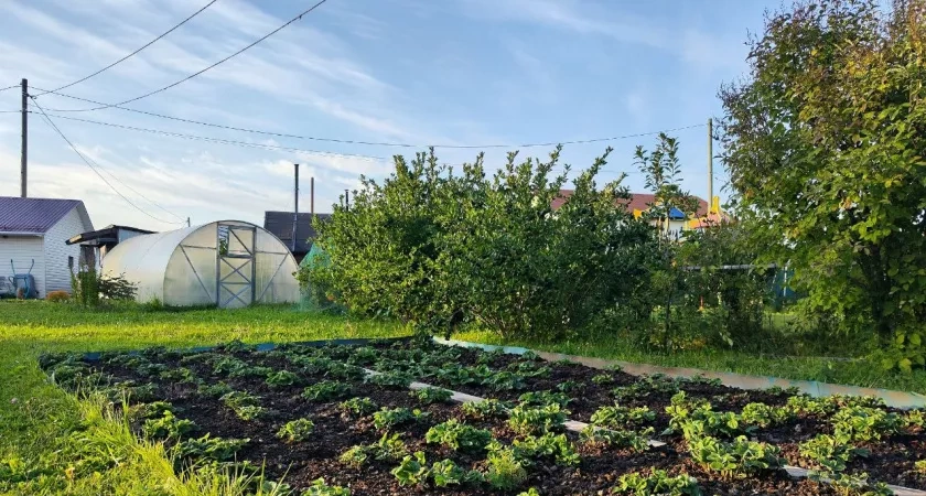 Как разобраться в сложных названиях удобрений: аммофоска, нитроаммофоска, азофоска — отличия и когда вносить