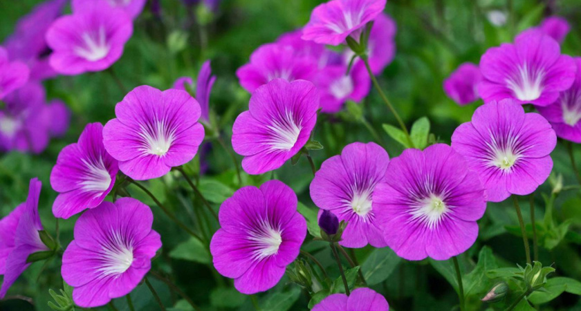 1 куст на участке - и клещей "днем с огнем не сыщешь": паразиты обходят его за 20 километров